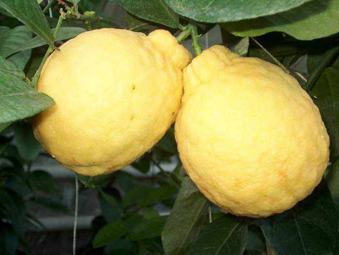 lemon tree at home (700x526, 27Kb)
