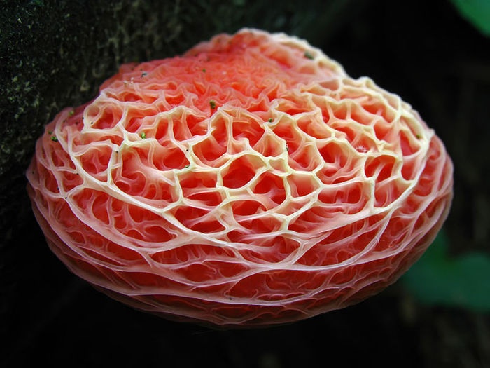 необычные грибы фото 1 (700x525, 79Kb)