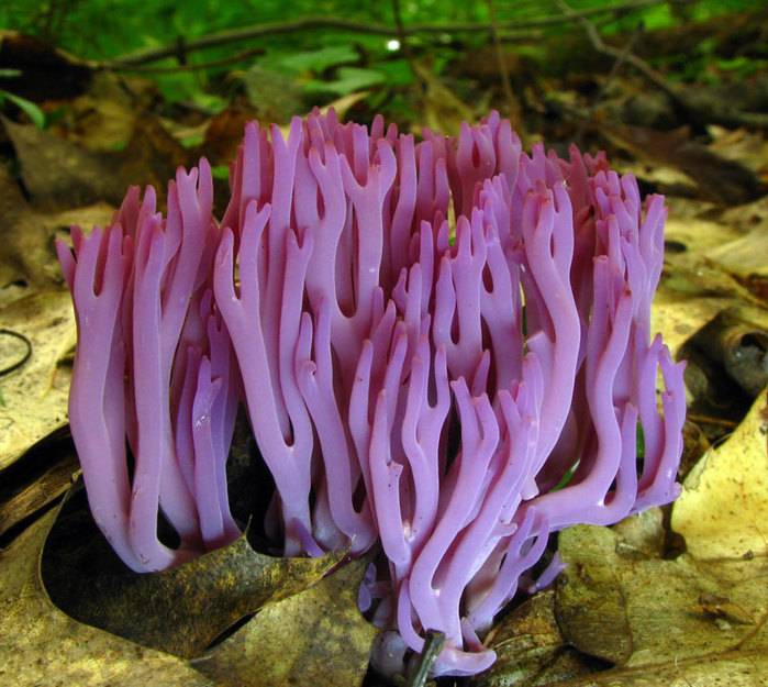необычные грибы фото 5 (700x625, 133Kb)