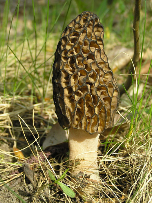 необычные грибы фото 9 (524x700, 148Kb)