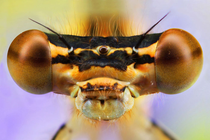 макро фото насекомых 9 (700x466, 84Kb)
