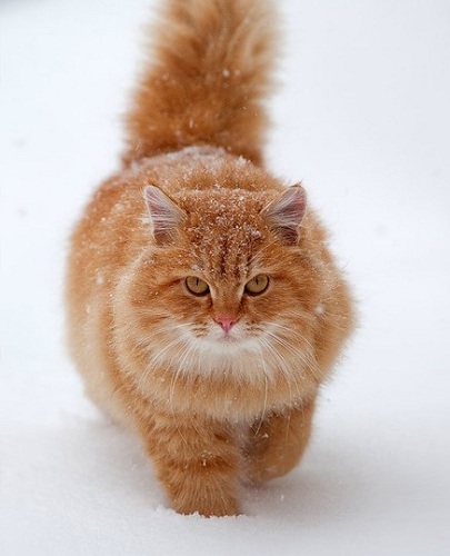 red-cat (405x500, 49Kb)