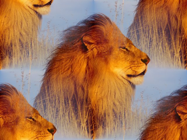 Animals_Beasts_Lion_on_hunting_022754_29 (640x480, 73Kb)