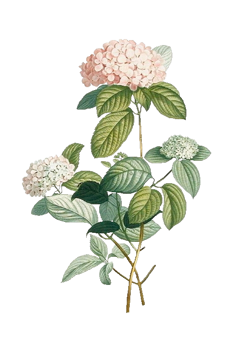 hydrangea_colorel (479x699, 230Kb)