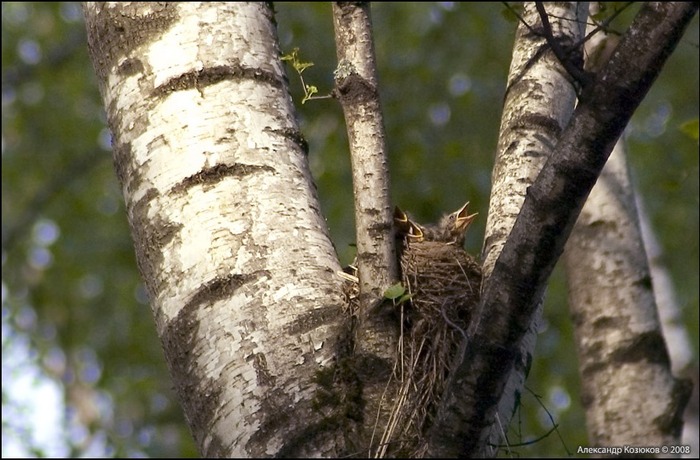 birds_rus19 (700x460, 108Kb)