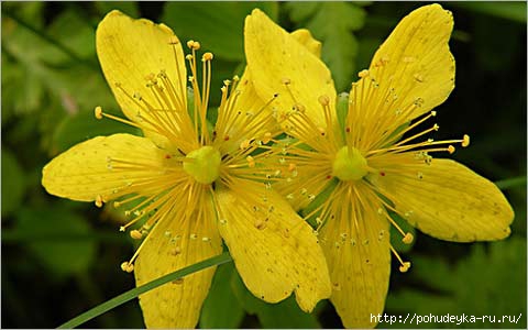 3925073_Hypericum480 (480x300, 91Kb)