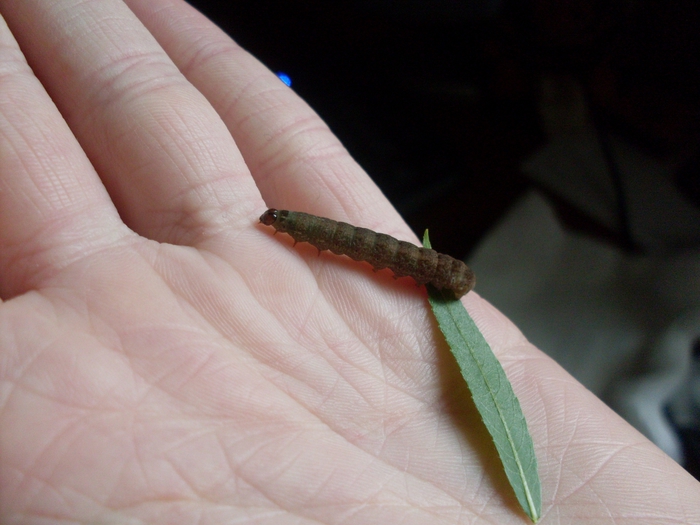 Taking care of caterpillars - Marchelache