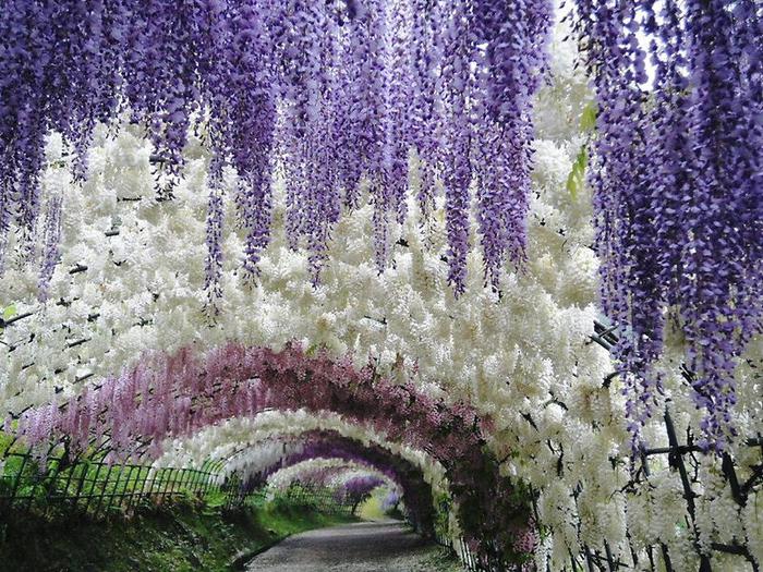 Kawachi-Fuji-Garden-In-Japan-1 (700x525, 122Kb)