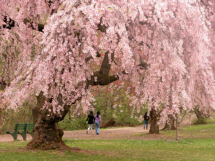 NEWARK_CHERRY_BLOSSOMS_Wallpaper_s3966 (700x525, 592Kb)