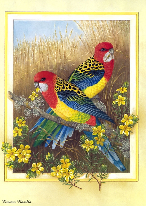 p-Australian_Birds_Cal2003_02 (496x700, 314KB)