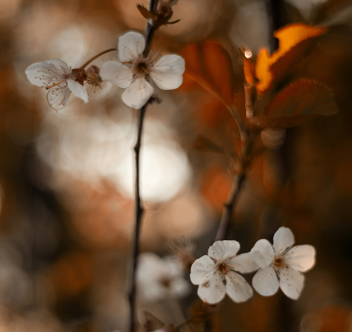 4360286_509476 (700x660, 223Kb)