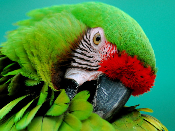 Animals_Birds_Green_parrot_027314_ (700x525, 106Kb)
