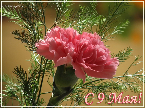 3303834_9_may (550x413, 263Kb)