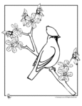  bird-branch-coloring-page (540x700, 51Kb)