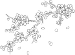 cherryBlossoms (700x512, 138Kb)