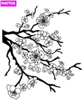  cherry-blossom-tree-drawing-22 (280x350, 65Kb)
