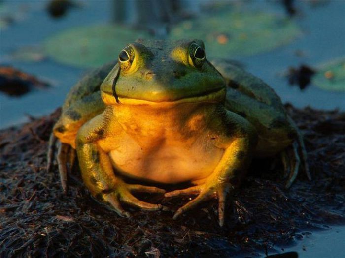36_frogs_57205 (700x525, 51Kb)