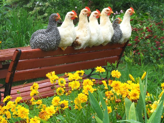 bigstock_Chickens_enjoying_the_Flower_G_820625 (700x524, 161Kb)