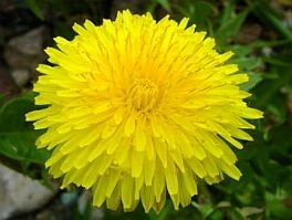 6210_html_m123a245 (264x199, 39Kb)
