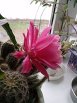  DSCF0184 (525x700, 239Kb)