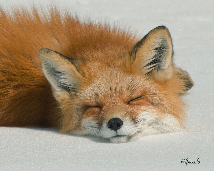 sleeping_fox_by_krankeloon-d3d8695 (700x560, 282Kb)