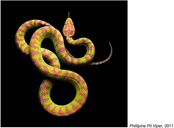 Mark Laita фотографии змей 1 (594x438, 37Kb)