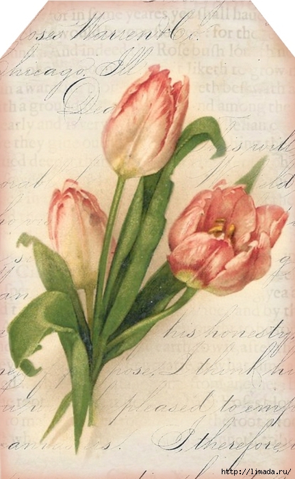 Pink tulips ~ neutral tag ~ lilac-n-lavender (431x700, 222Kb)
