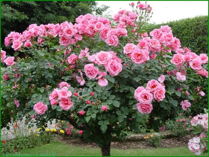 Розы в саду и вокруг дома: красивые идеи