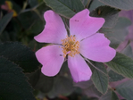 DSCF7497 (700x525, 209Kb)