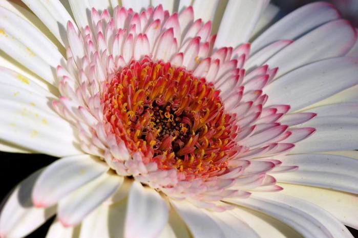 2835299_Izmenenie_razmera_Gerbera_bloom_closeup02 (700x466, 44Kb)