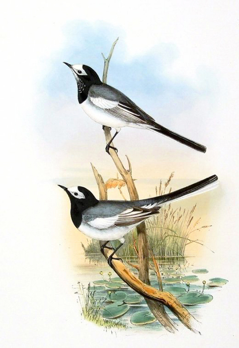 винтажные птицы. картинки для декупажа (15) (481x700, 208Kb)