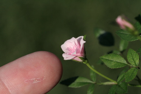 самая маленькая в мире роза фото (450x300, 40Kb)