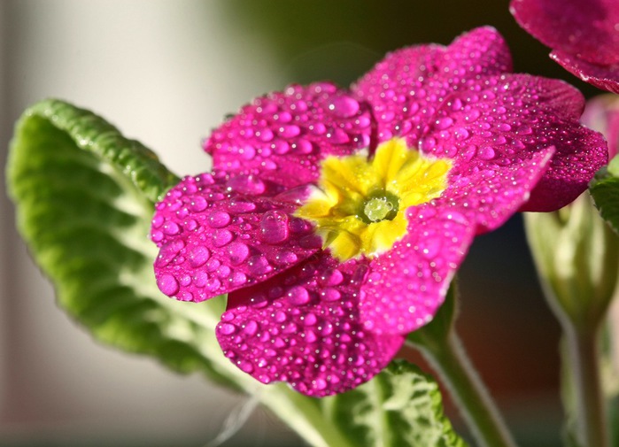 2835299_primula (700x505, 99Kb)