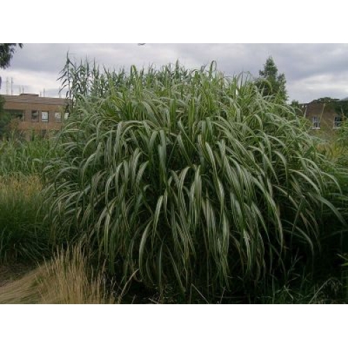 Miscanthus sinensis Cabaret1-500x500 (500x500, 166Kb)