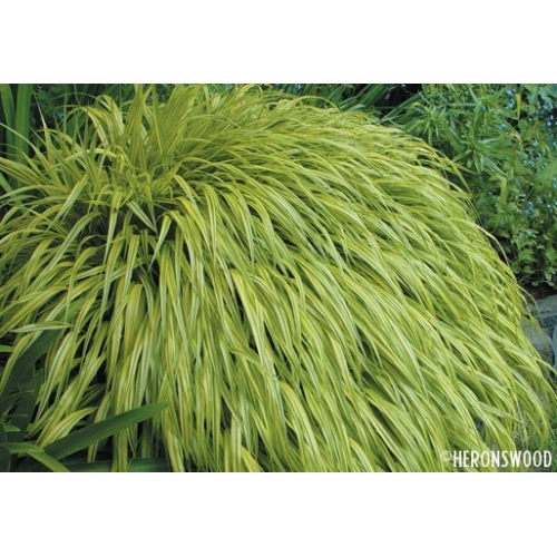 Hakonechloa macra Aureola-500x500 (500x500, 193Kb)