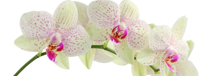 White-Orchid-Flower (700x248, 43Kb)