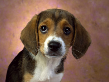 dog (350x263, 36Kb)