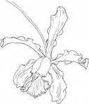 Превью cattleya-schilleriana-orchid-coloring-page (298x350, 33Kb)
