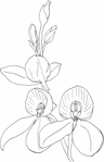 Превью disa-kewensis-orchid-coloring-page (226x350, 25Kb)