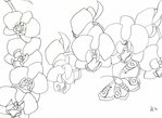 Превью orchid_painting_concept_sketches_by_katanamasako-d4qjo1n (700x511, 146Kb)