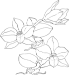 Превью sophronitis-cernua-orchid-coloring-page (650x700, 52Kb)