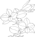  sophronitis-cernua-orchid-coloring-page (650x700, 52Kb)