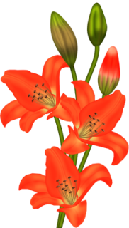 kvetiny_cervene (41) (182x320, 68Kb)
