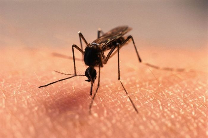 Насколько эффективно использовать ультразвуковые отпугиватели комаров?