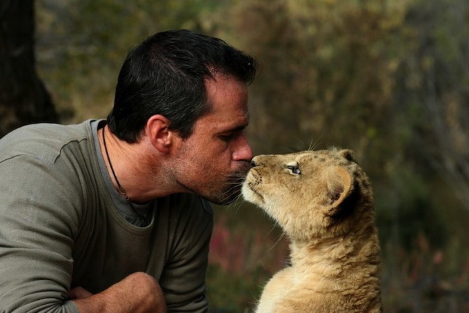 Дружба со львами зоолога Кевина Ричардсона