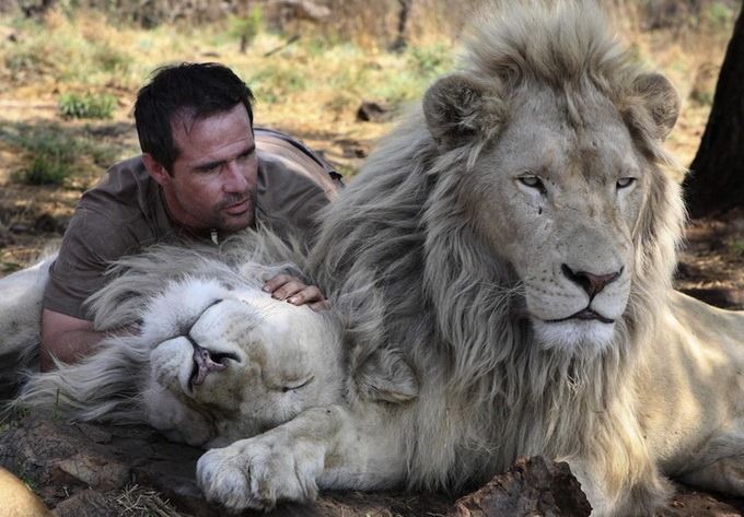 Дружба со львами зоолога Кевина Ричардсона