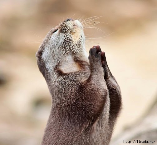 Waiting for the answer (praying otter) - By Marac @ DP (503x466, 123Kb)