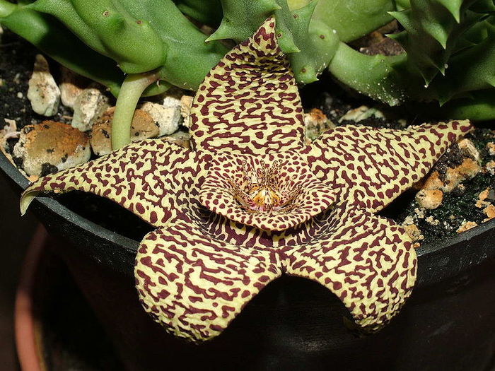 800px-Stapelia_variegata (700x525, 116Kb)