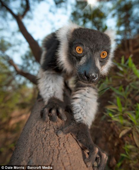 Прыгающие лемуры на острове Мадагаскар от Дэйла Морриса (Leaping lemurs photographed on the island of Madagascar by Dale Morris)