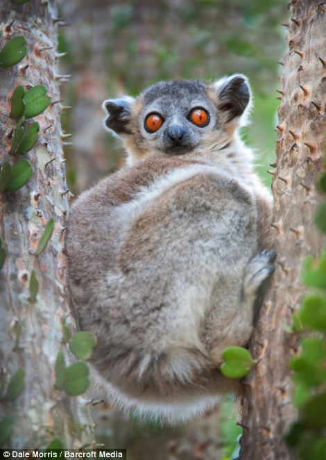 Прыгающие лемуры на острове Мадагаскар от Дэйла Морриса (Leaping lemurs photographed on the island of Madagascar by Dale Morris)